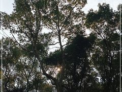 -金鸡山公园