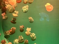-广州海洋馆