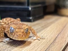 -酷以爬仙阁实体爬宠店·守宫·蜥蜴·专业繁育