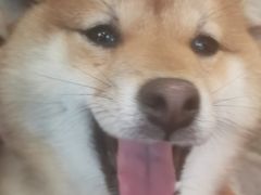 -南京Hallo宠物乐园·哈罗犬舍·柴犬繁育基地