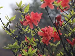 -大围山国家森林公园