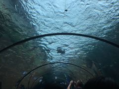 -悉尼海洋生物水族馆