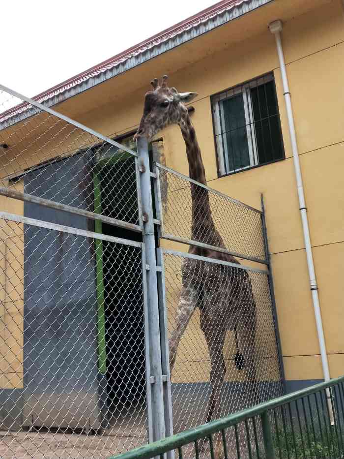 地圖搜索人民公園動物園就可以直接導航到,進門不遠就到動物園了.