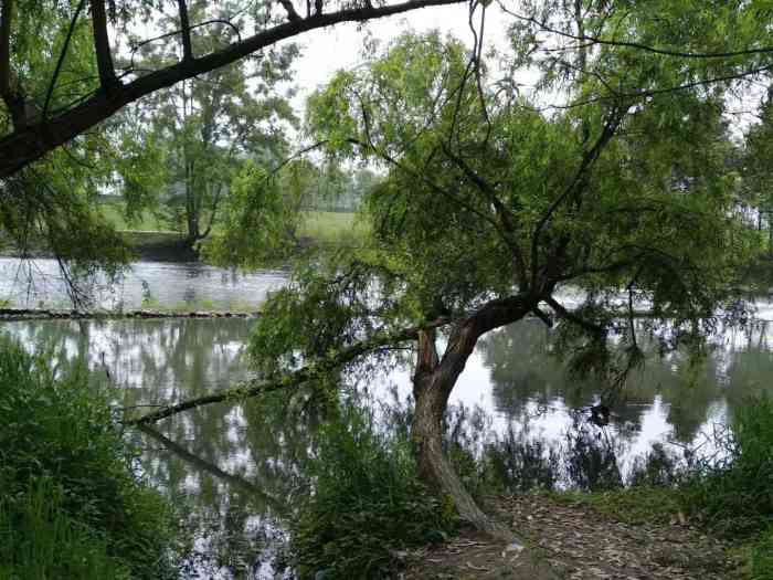 斑竹林-"和朋友一起座车到新津班竹林景区去游玩,路."-大众点评移动版