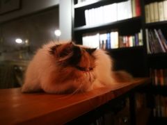 -吉丁鸟咖·异宠·寄养