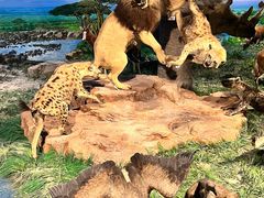 -国家自然博物馆