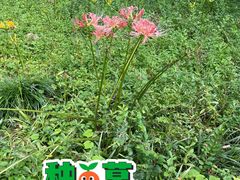 -杭州植物园