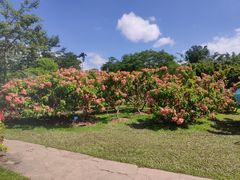 -中国科学院西双版纳热带植物园