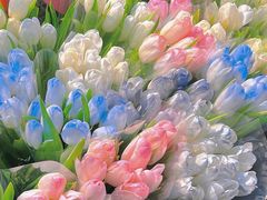 -循礼门鲜花花市(武汉循礼门店)