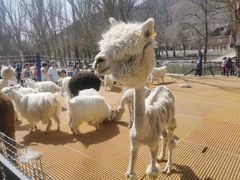 -新疆天山野生动物园