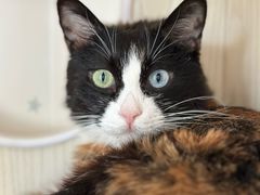 -纳吉亚猫专科动物医院博雅分院