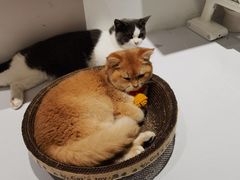 -COLOR PETS 撸猫馆·购猫·猫咖(长风大悦城店)