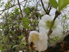 -南国桃园旅游度假区