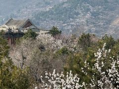 -香山公园