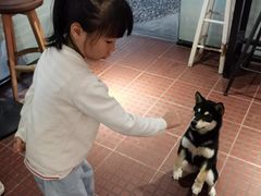 -柴犬高等学院·狗咖·柴犬售卖·宠物训练