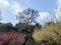 -南山植物园