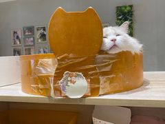 -藏猫猫咖啡主题馆(中央大道店)