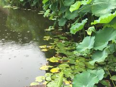 -陈家山荷花公园