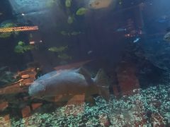 -海棠湾洲际-涛·海底餐厅·美人鱼·自助餐·海底隧道