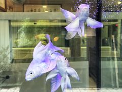 -武汉花鸟市场