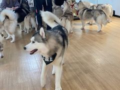 -Husky Go! 哈士奇体验馆·宠物咖啡厅狗咖