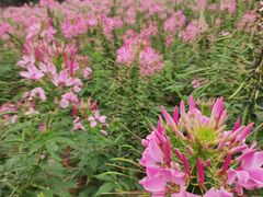 -松山湖梦幻百花洲