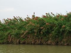-大湾区中央湿地公园
