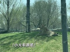 -北京野生动物园