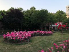 -大关公园