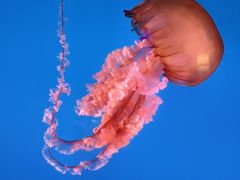 -太平洋海底世界