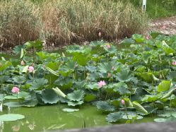-芙蓉花月子会所(朝阳区店)