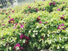 -石家庄市植物园