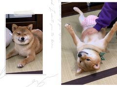-逗柴咖啡屋·狗咖猫咖宠物桌游