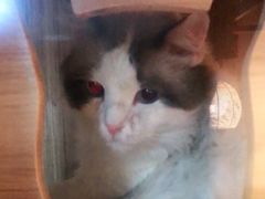 -白兔子密室(长寿路店)