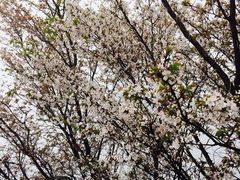 -庐山风景名胜区