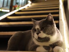 -猫小院猫主题咖啡厅(北锣店)