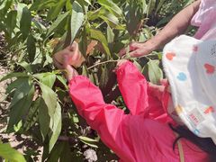 -南汇新场正宗水蜜桃采摘