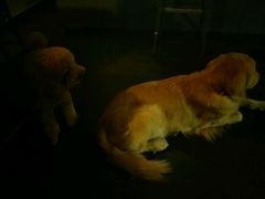 -百好乐宠物友好餐厅(朝外大街店)