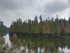 -白鹭湾湿地公园