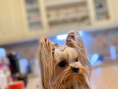 -欧奕国际动物医院