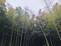 -树山生态村