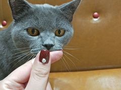 -藏猫猫咖啡主题馆(中央大道店)