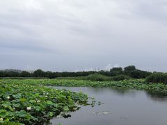 -荷塘月色湿地公园·向阳花洲