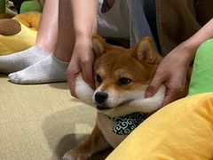-逗柴咖啡屋·狗咖猫咖宠物桌游