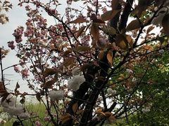 -九里河湿地公园