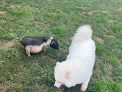 -趣玩宠物乐园寄养训犬训狗游泳池