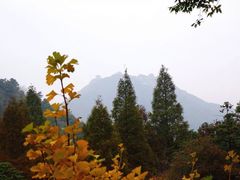 -千年银杏谷文化旅游区