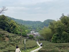 -龙井村