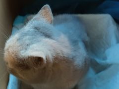 -宠爱国际动物医院· 猫科· 外科·中兽医(长白店)