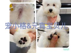 -宠小格时尚宠物生活馆(唐镇店)